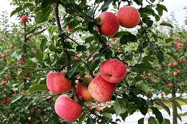 Apple Extract Powder OEM Solutions for Supplement Brands